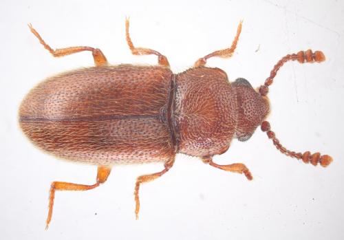 Réf. 249 160 : Cryptophagus pallidus